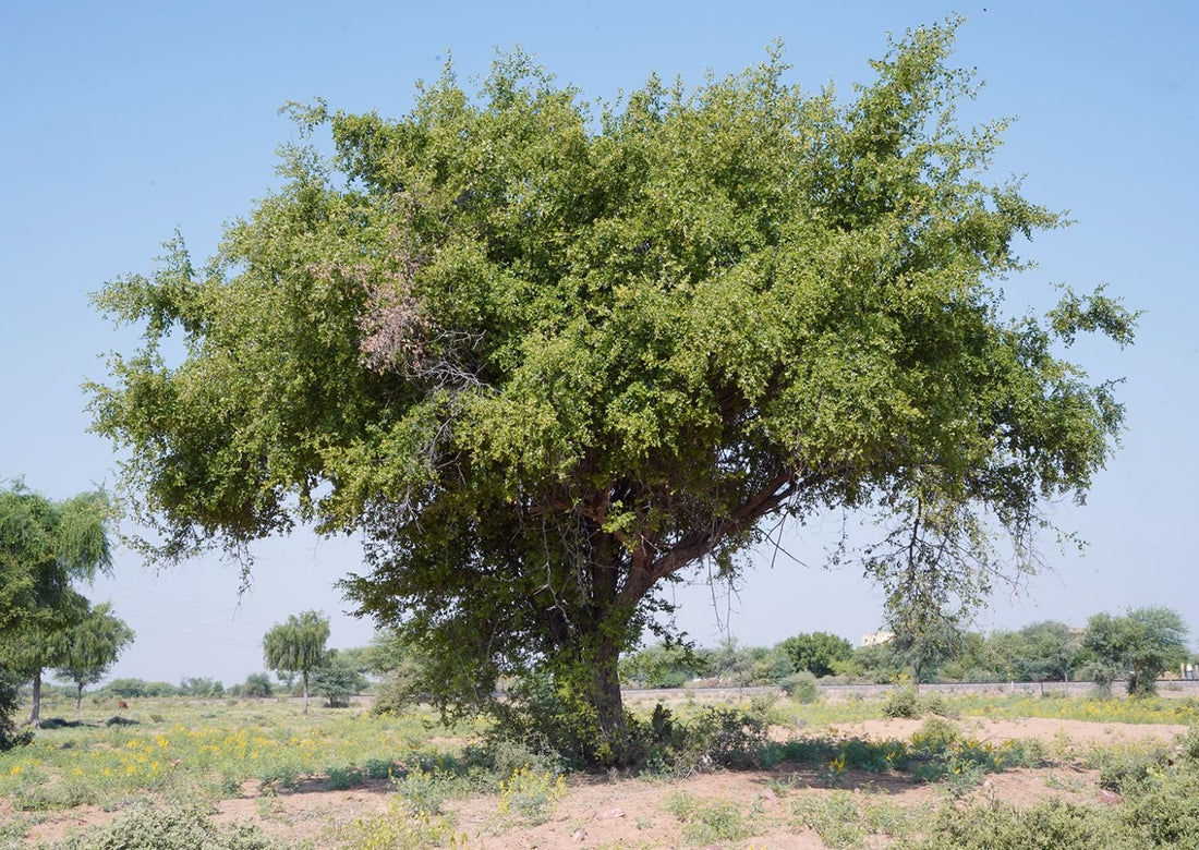 عسل السدر الصحراوي: كنز من صحراء راجستان - Eden Naturals