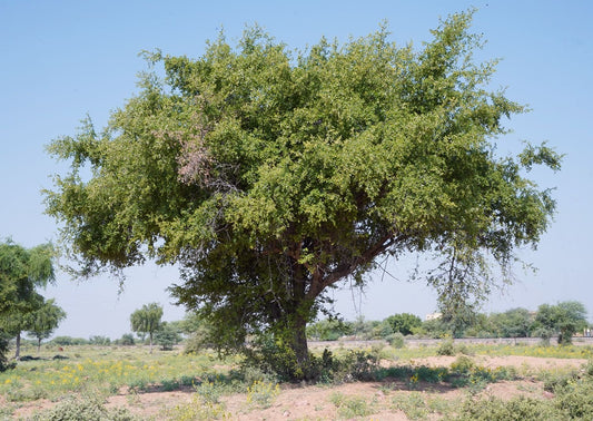 عسل السدر الصحراوي: كنز من صحراء راجستان - Eden Naturals